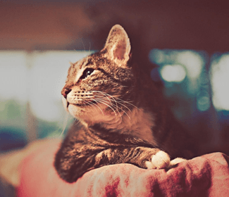 家居小知识，让你意想不到的新技能